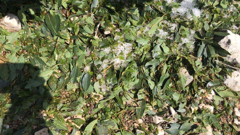 Konya yolundaki çiftçileri don ve selden sonra dolu vurdu 7